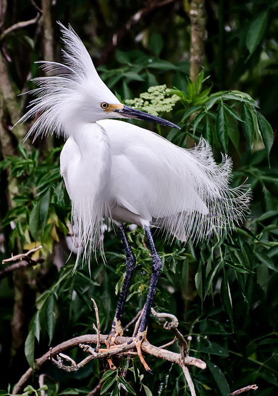 Snowy-Egret1_DSC_9290