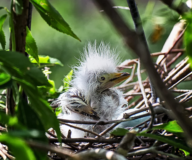 Great-White-Heron7a_DSC_978