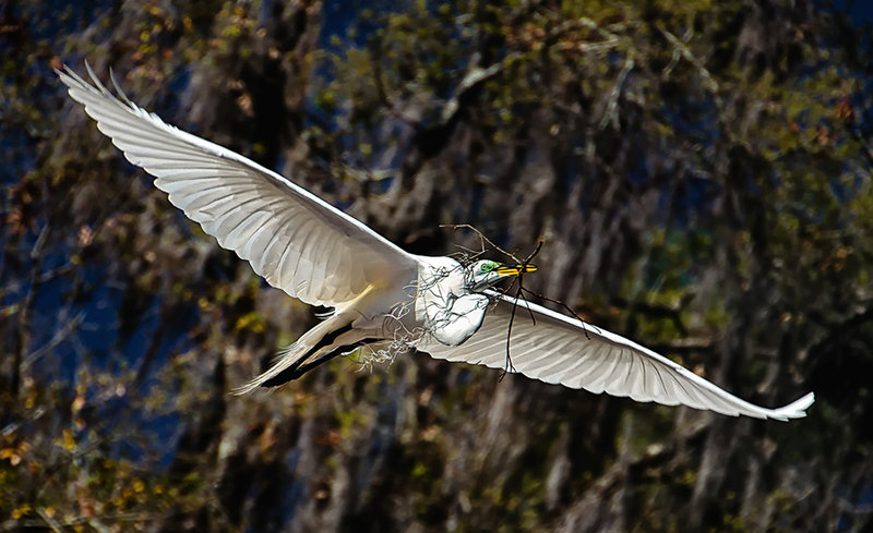 Great-White-Heron2a_DSC_870