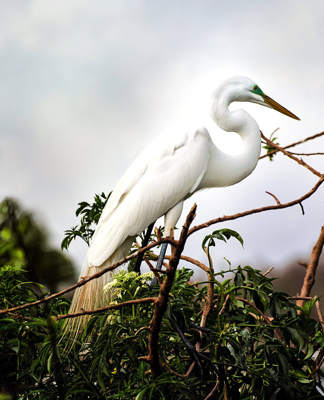 Great-White-Heron5b_DSC_920