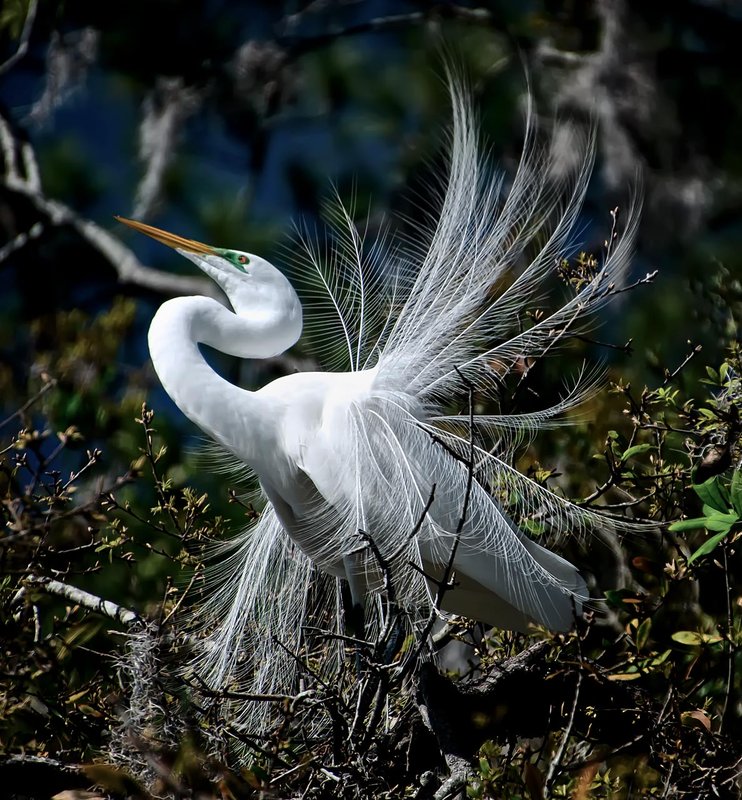 Great-White-Heron1a_DSC_862