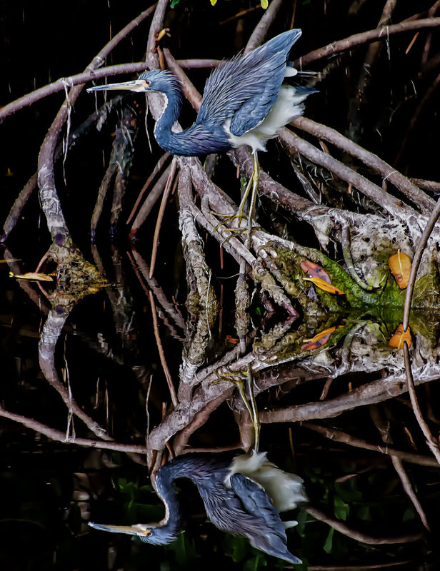 Tri-Colored-Heron1b_DSC_637