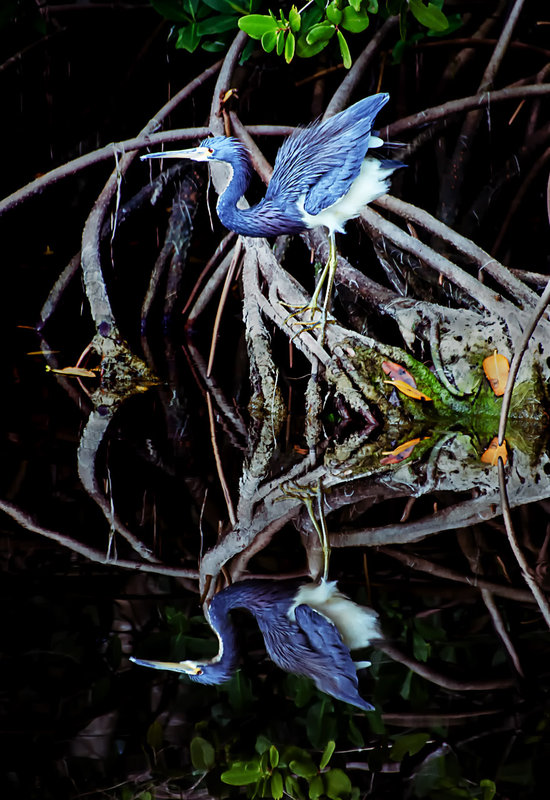 Tri-Colored-Heron1c_DSC_637