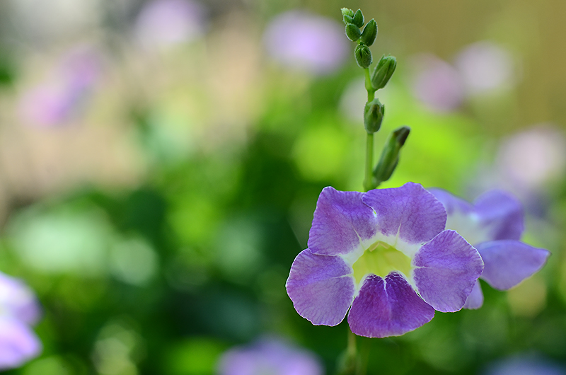 DSC_8211-1