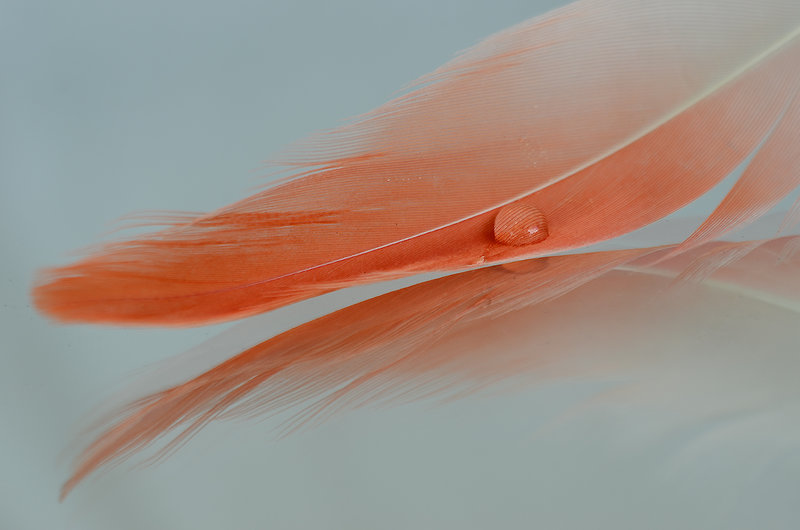 DSC_9021-1