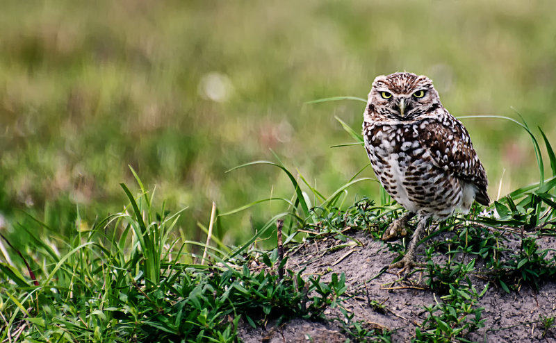 2_Edmondson_Janine_Burring Owl