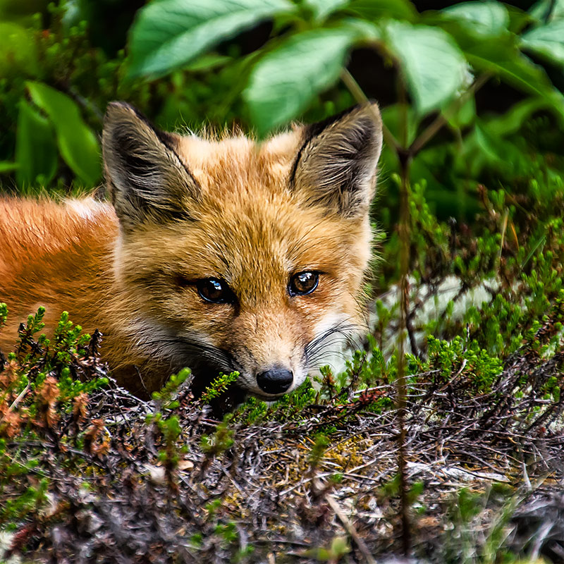 DSC_2095-1