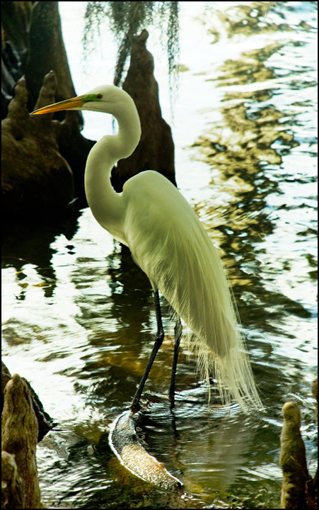 Snowy White Egret