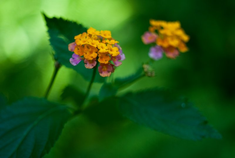 DSC_2962_edited-1
