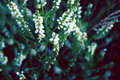 Blurred flowers