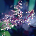 Close Pink