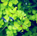 Garden Shot