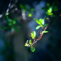 Leaf Nature