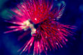 Red Fuzzy flower