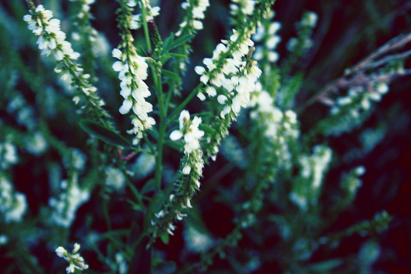 Blurred flowers