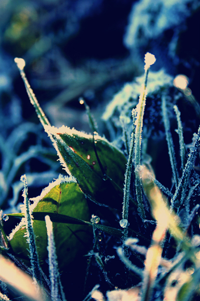 Winter grass