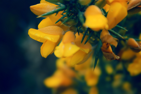 Yellow Touch
