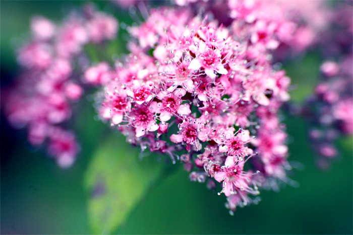 Pink Flowers