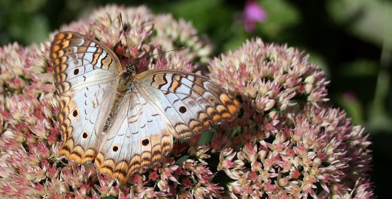 PearlButterflyCloseUp.jpg