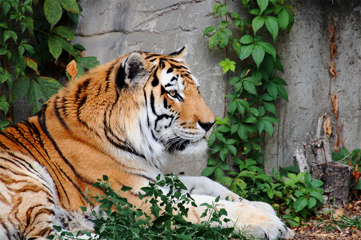 tiger-after.jpg