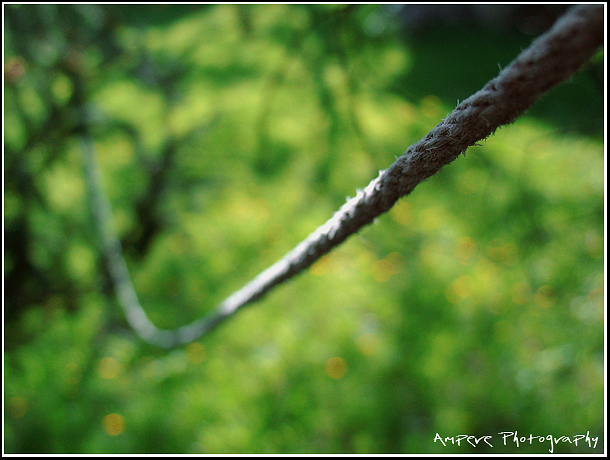 Rope In The Tree