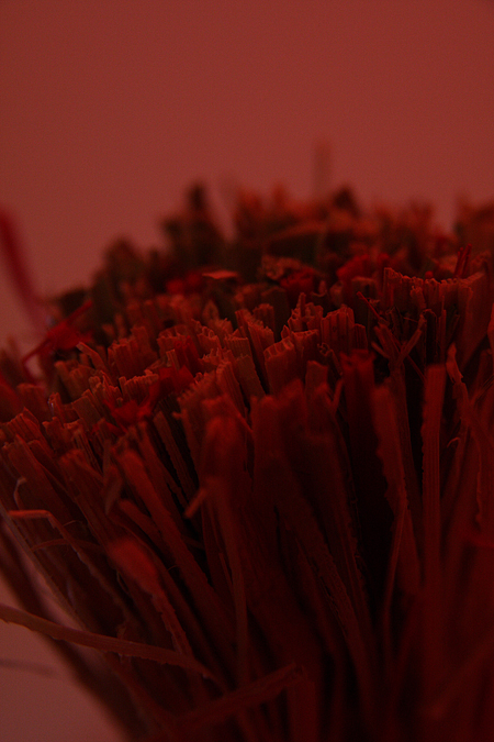 Macro 1 (un-edited)