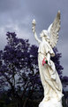 Angel against Lavender