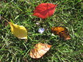 Autumn dazzle
