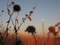 Weeds at dusk