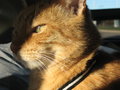 Orange kitty goes for a ride