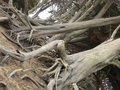 Rackam trees