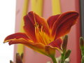 McDonald's Bloom