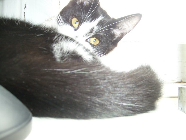 Feline Seduction