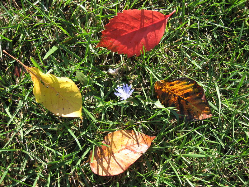 Autumn dazzle