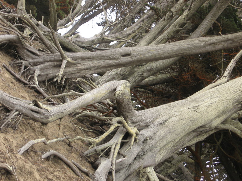Rackam trees