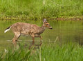 The Crossing