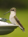 Dainty (female ruby throated hummingbird)