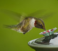 Hummingbird copy.jpg