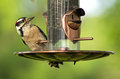 Hairy Woodpecker