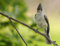 Titmouse