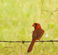 Cardinal