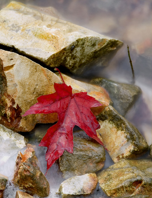 Leaf on the Lakeshore