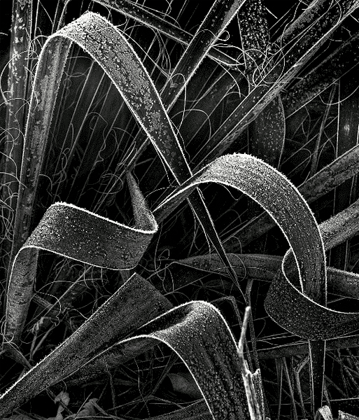 Frosty Yucca
