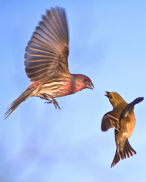 Wings-of-war