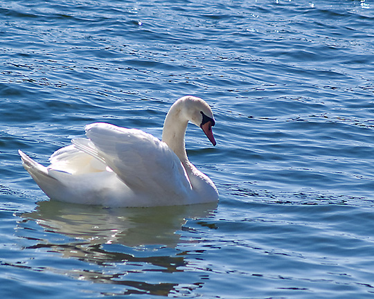 Swan