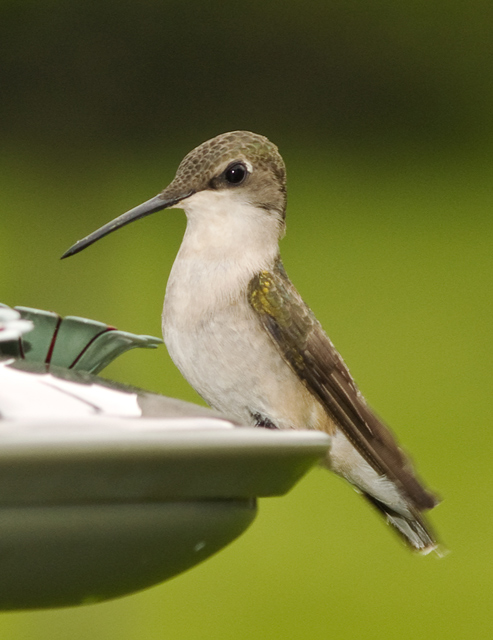 Dainty (female ruby throated hummingbird)
