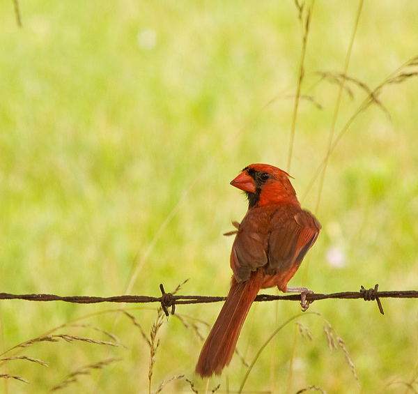 Cardinal