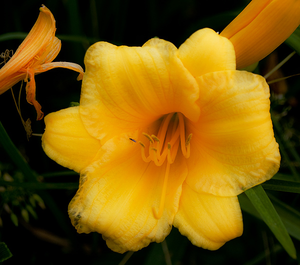 Lily
