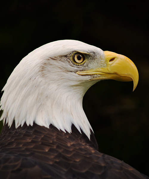 Eagle