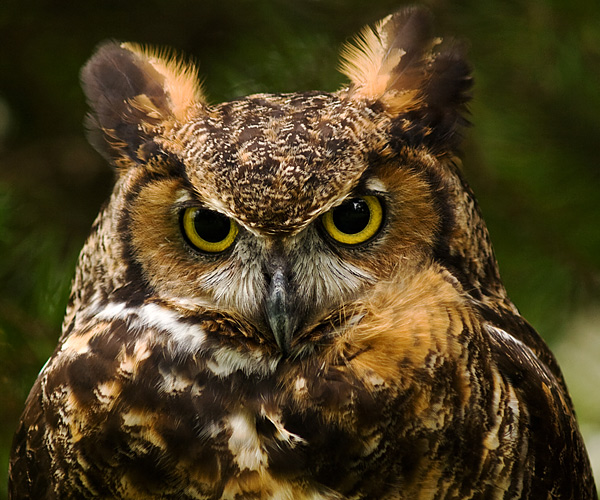 Horned Owl